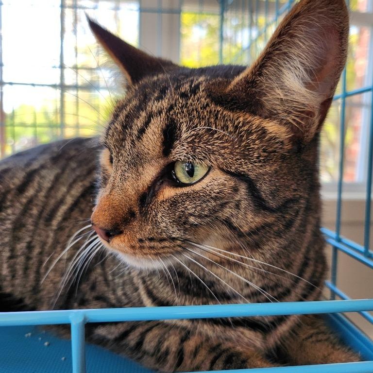 Rowan, Adoptable, Young Male Domestic Short Hair.