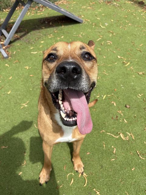 THOR, Adoptable, Adult Male Pit Bull Terrier & Mixed Breed.
