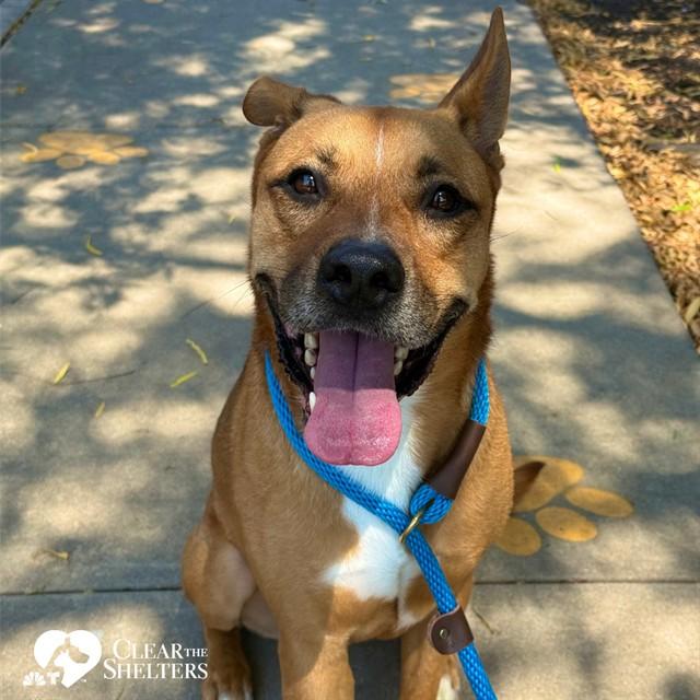 Enlarge THOR, a Adoptable mixed breed in Sugar Land, TX image 1/1