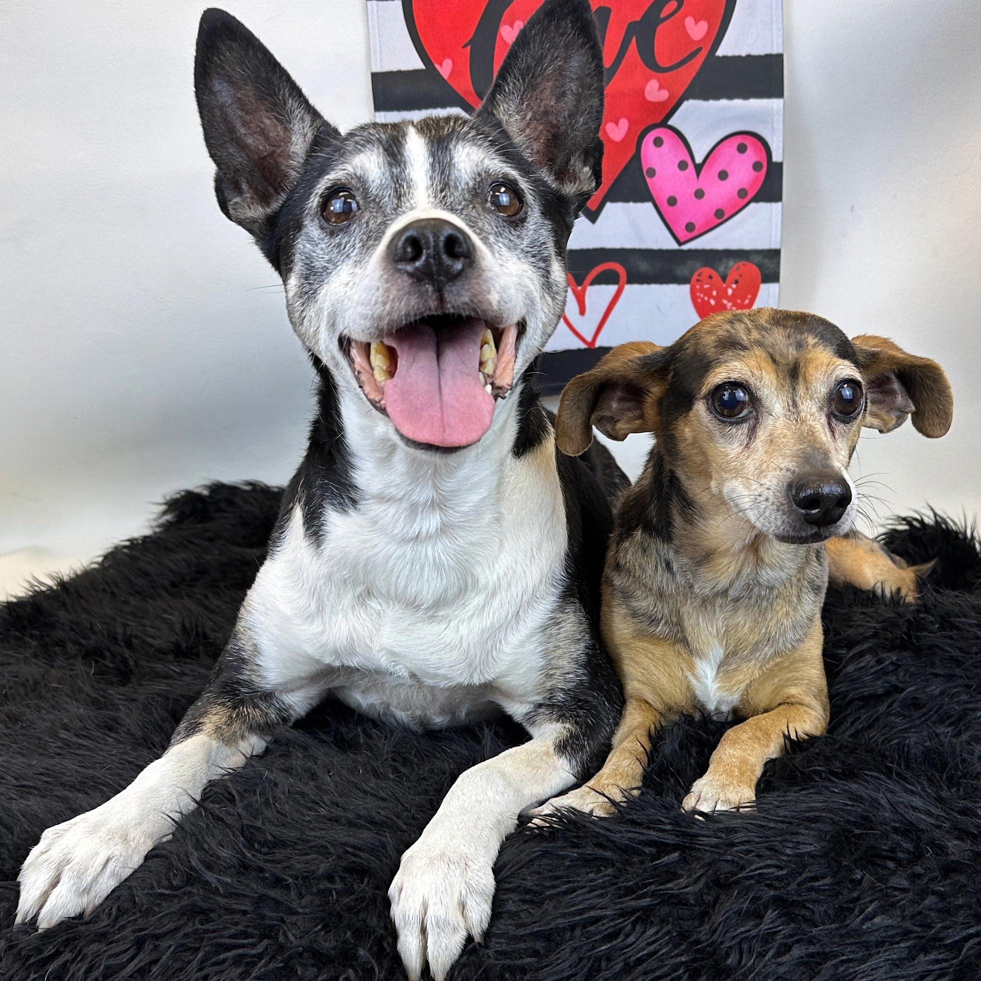 Harry, adopted, Senior Male Dachshund.