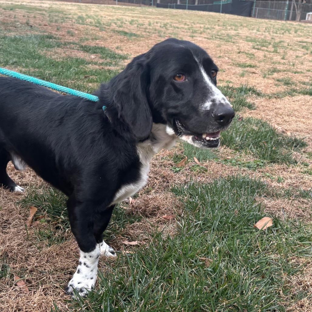 Buddy, a Adoptable Mixed Breed in Mebane, NC image 1/5