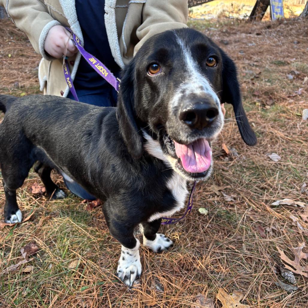 Buddy, a Adoptable Mixed Breed in Mebane, NC image 2/5
