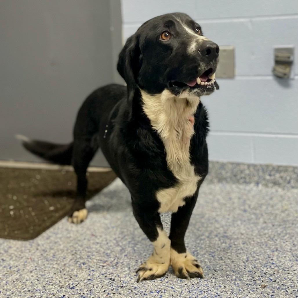 Buddy, a Adoptable Mixed Breed in Mebane, NC image 3/5