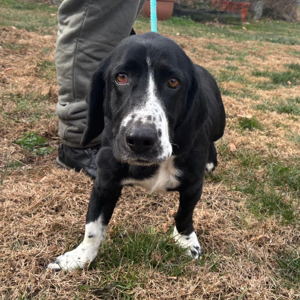 Buddy, a Adoptable Mixed Breed in Mebane, NC image 4/5