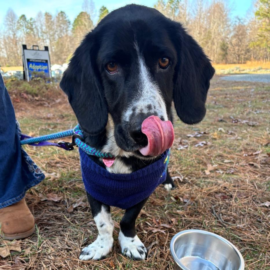 Buddy, a Adoptable Mixed Breed in Mebane, NC image 5/5