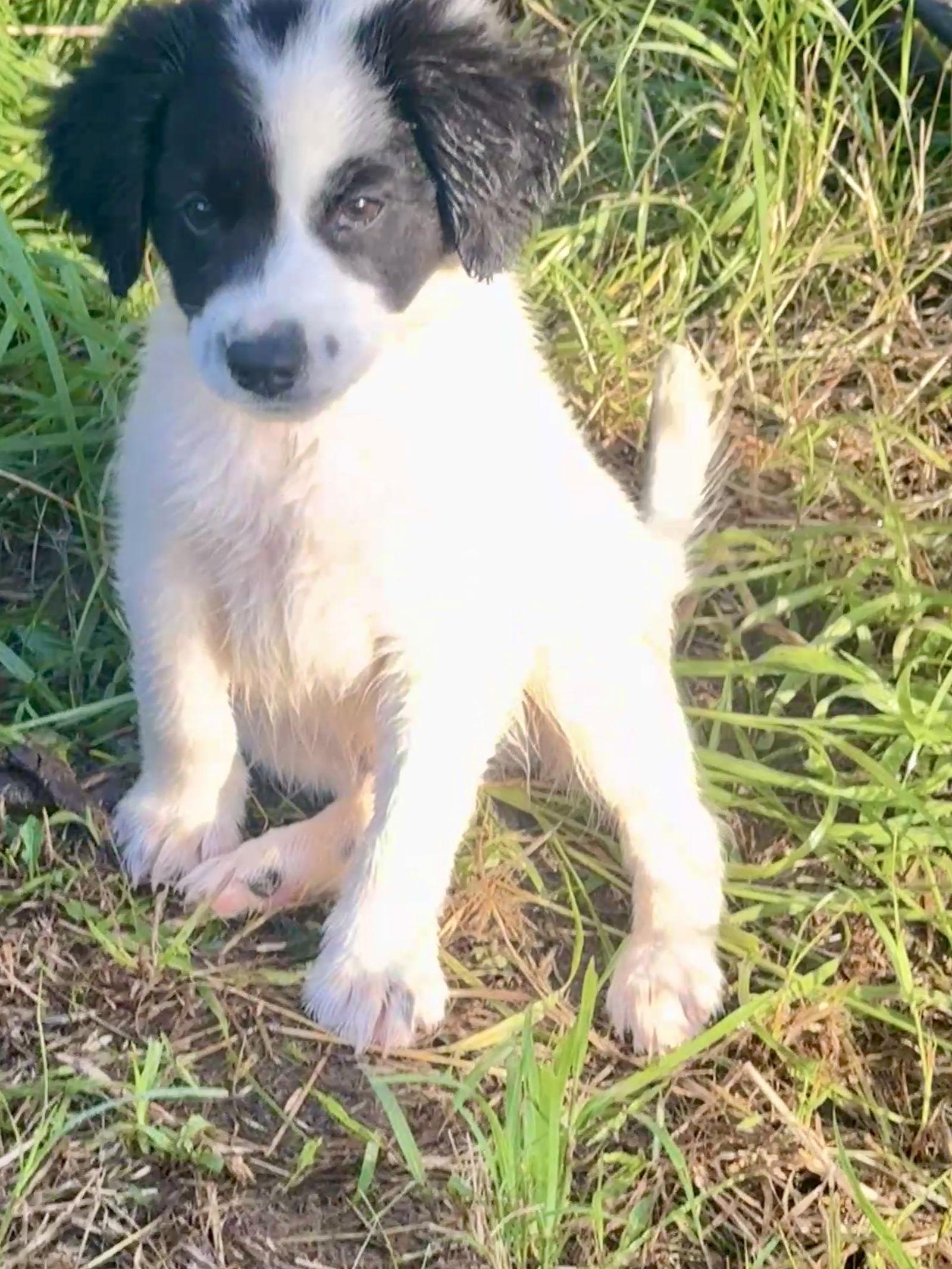 Enlarge Daz, a Adopted Australian Shepherd in Prague, OK image 1/3