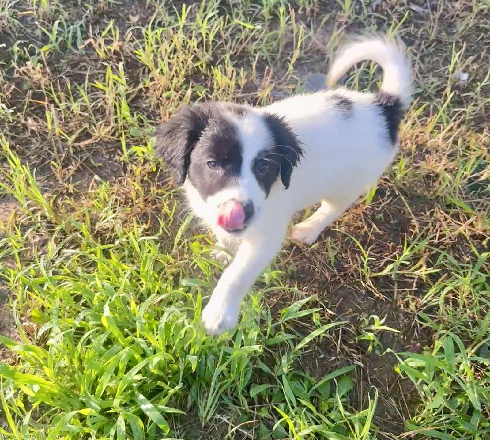 Enlarge Daz, a Adopted Australian Shepherd in Prague, OK image 2/3