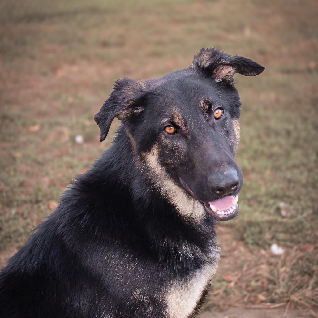 Easton, Adoptable, Adult Male German Shepherd Dog & Mixed Breed.