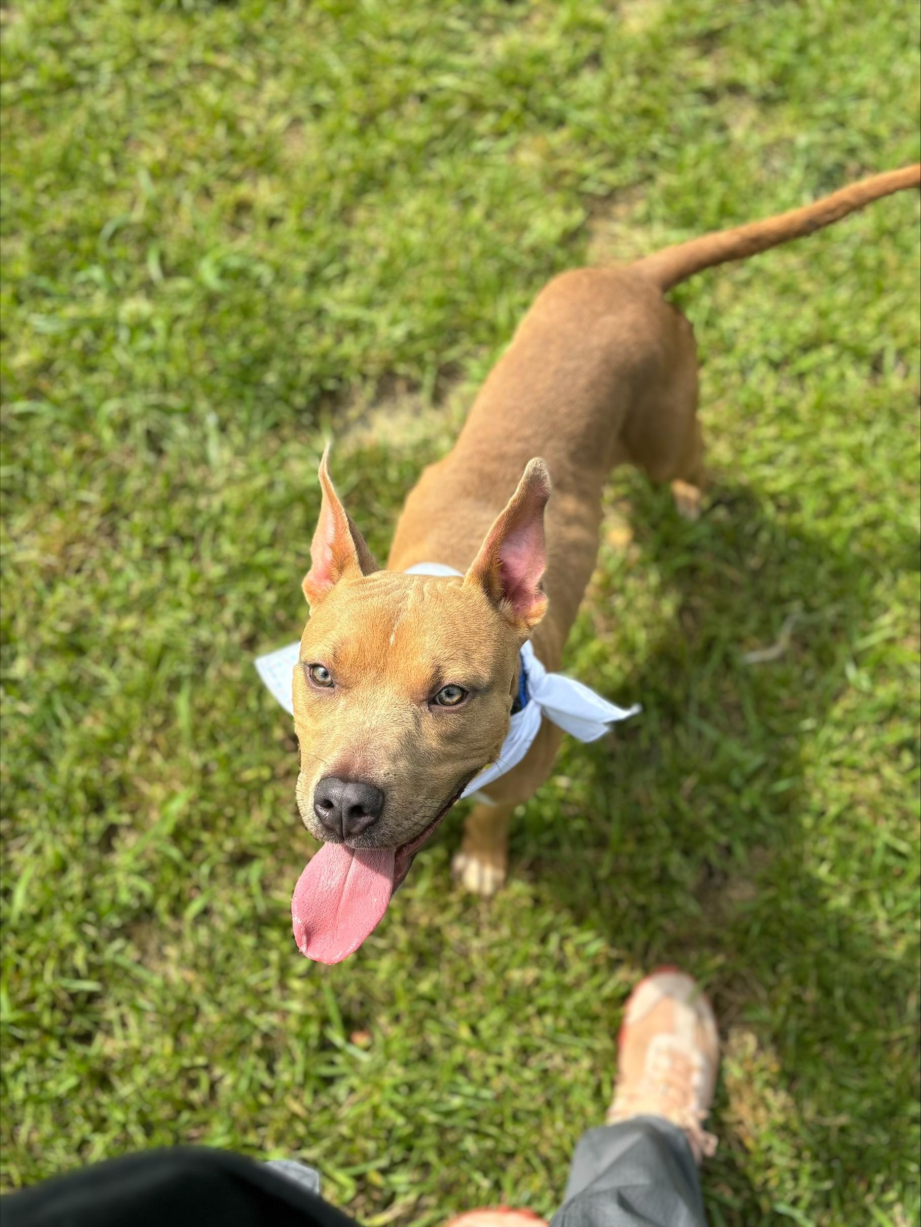 Simon, adoptable, Adult Male Pit Bull Terrier.