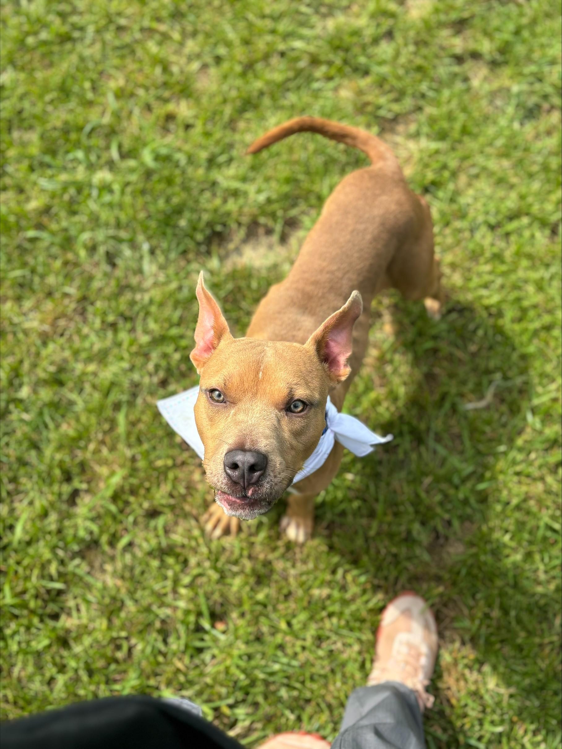 Simon, an adoptable mixed breed in Shepherdsville, KY image 3/3