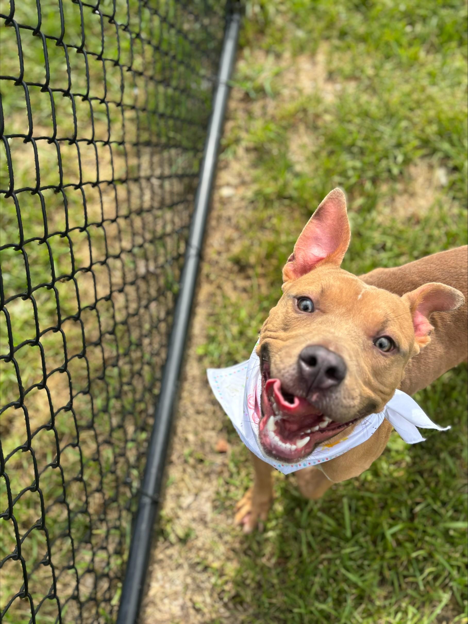 Simon, an adoptable mixed breed in Shepherdsville, KY image 2/3