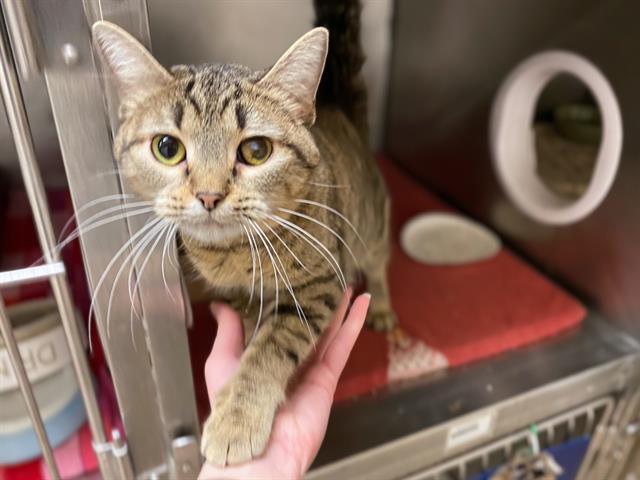 Enlarge SHUG, a Adoptable Domestic Short Hair in Fort Wayne, IN image 2/2