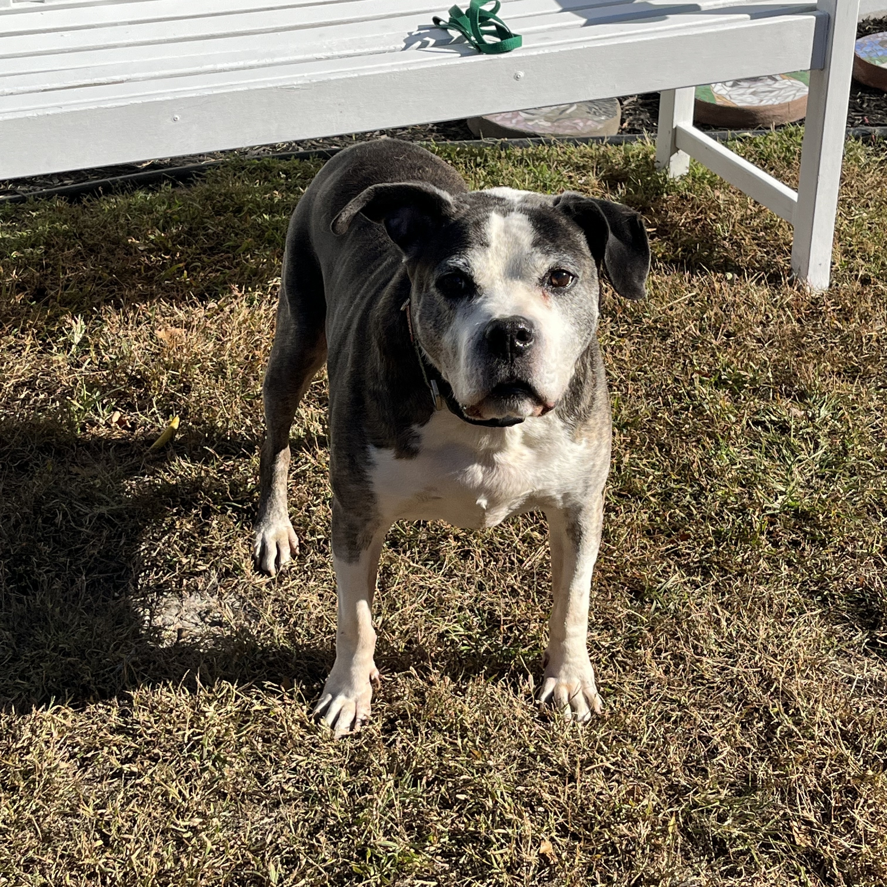Enlarge Gilbert, a Adopted Pit Bull Terrier in Farmingdale, NJ image 3/6