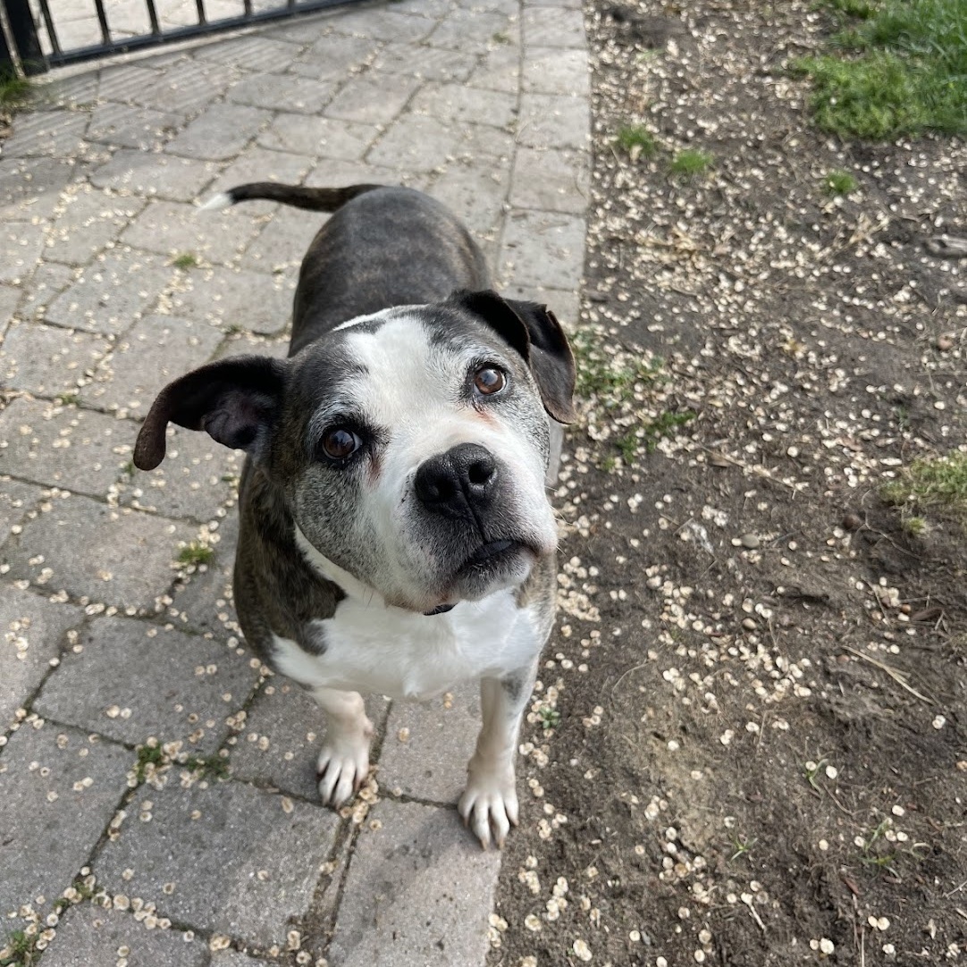 Enlarge Gilbert, a Adopted Pit Bull Terrier in Farmingdale, NJ image 1/6