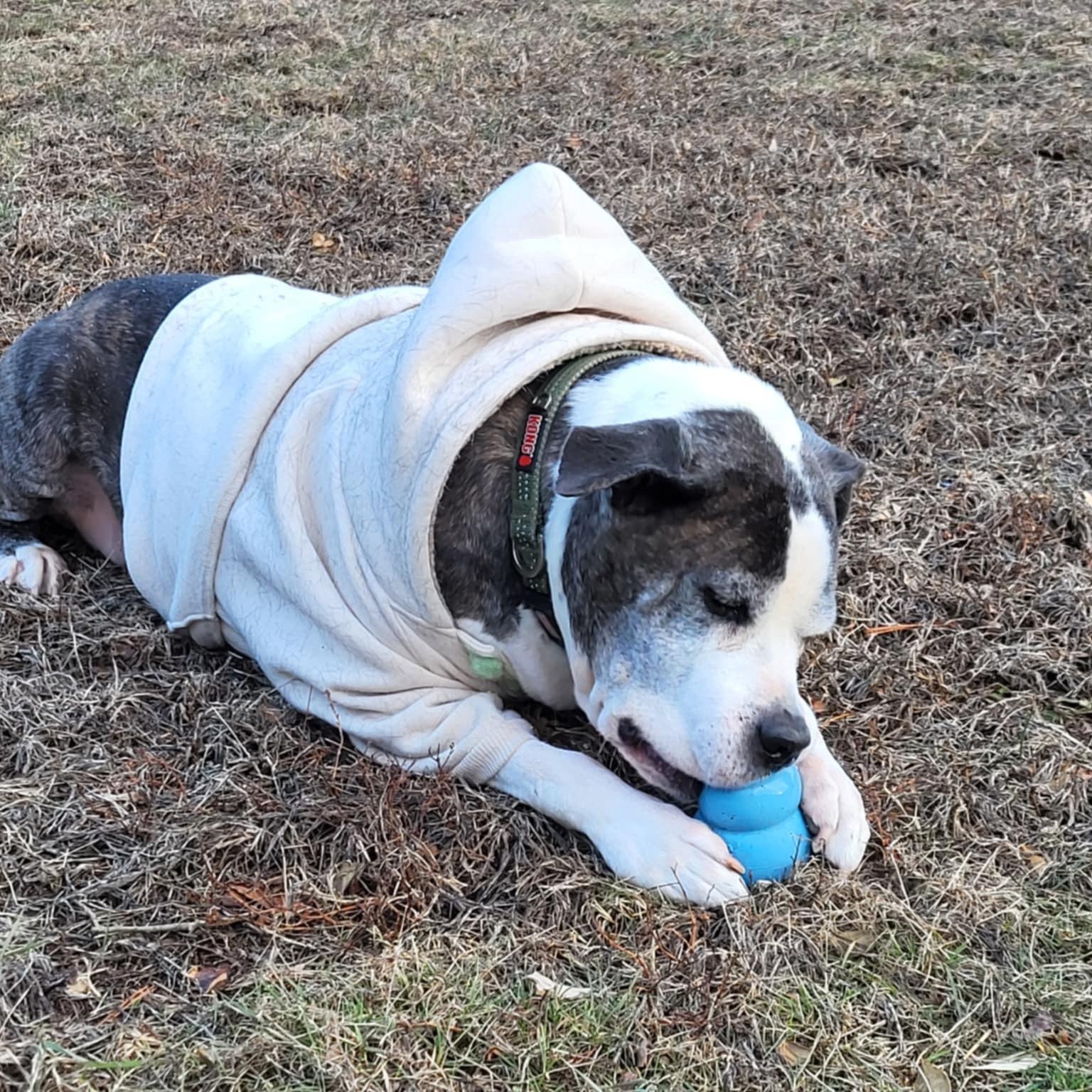 Enlarge Gilbert, a Adopted Pit Bull Terrier in Farmingdale, NJ image 2/6