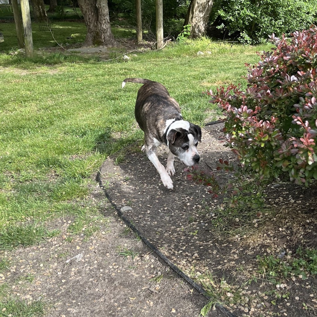 Enlarge Gilbert, a Adopted Pit Bull Terrier in Farmingdale, NJ image 5/6