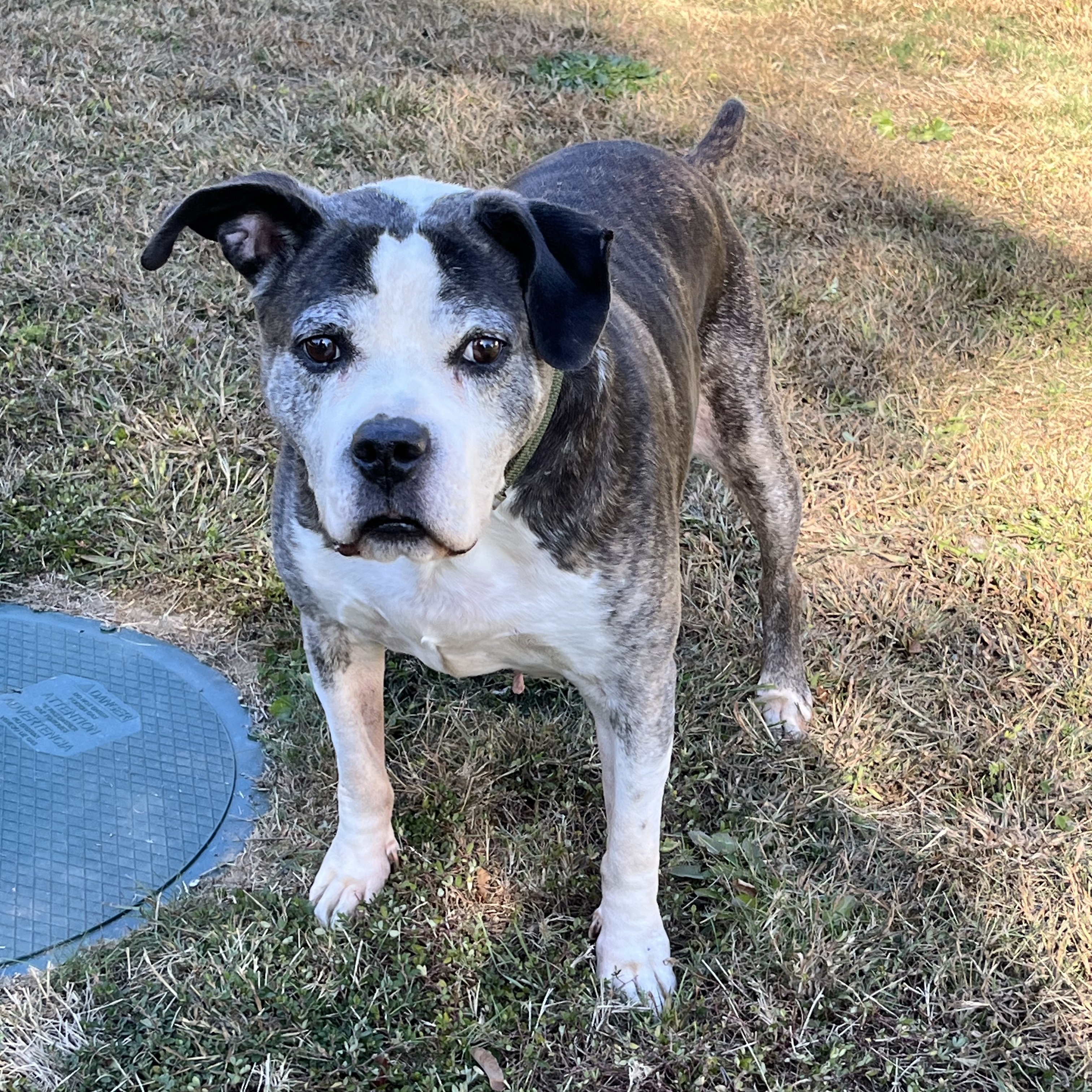 Enlarge Gilbert, a Adopted Pit Bull Terrier in Farmingdale, NJ image 4/6
