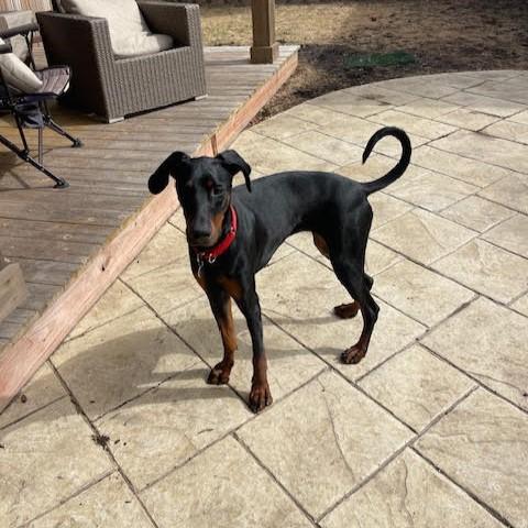 Rachel, a Adoptable Doberman Pinscher image 2/6
