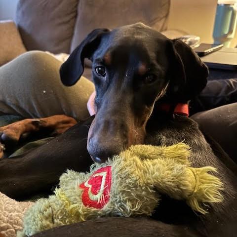 Rachel, a Adoptable Doberman Pinscher image 5/6