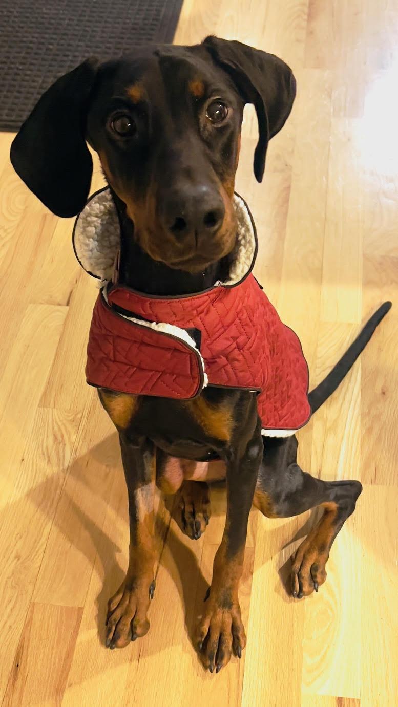 Rachel, a Adoptable Doberman Pinscher image 4/6