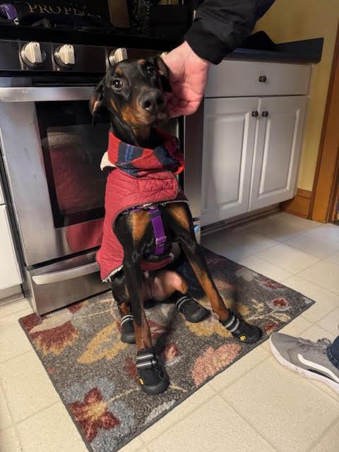 Rachel, a Adoptable Doberman Pinscher image 6/6