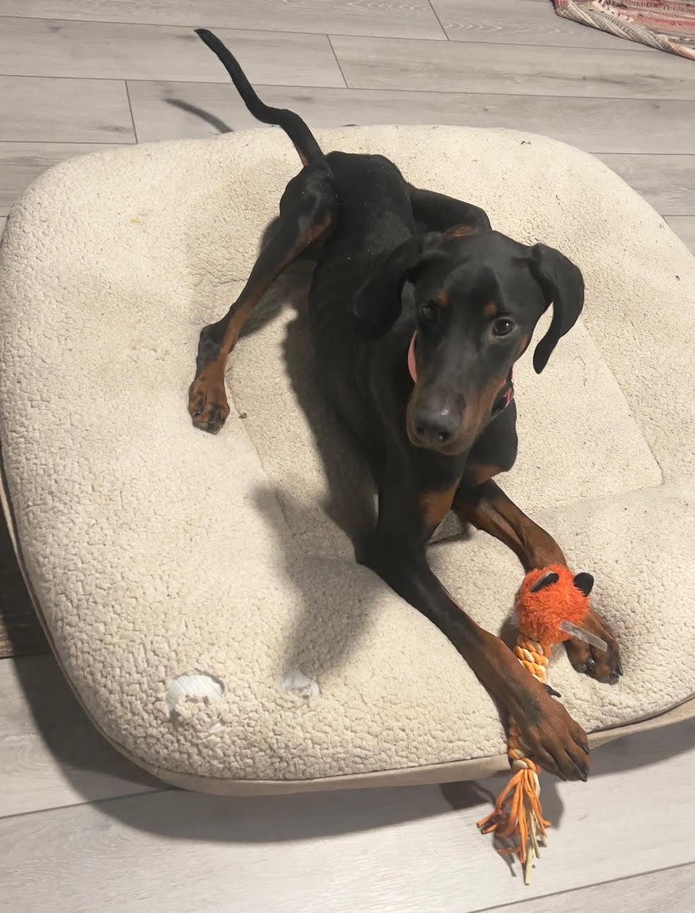 Rachel, a Adoptable Doberman Pinscher image 3/6