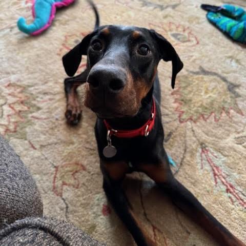 Rachel, Adoptable, Young Female Doberman Pinscher.