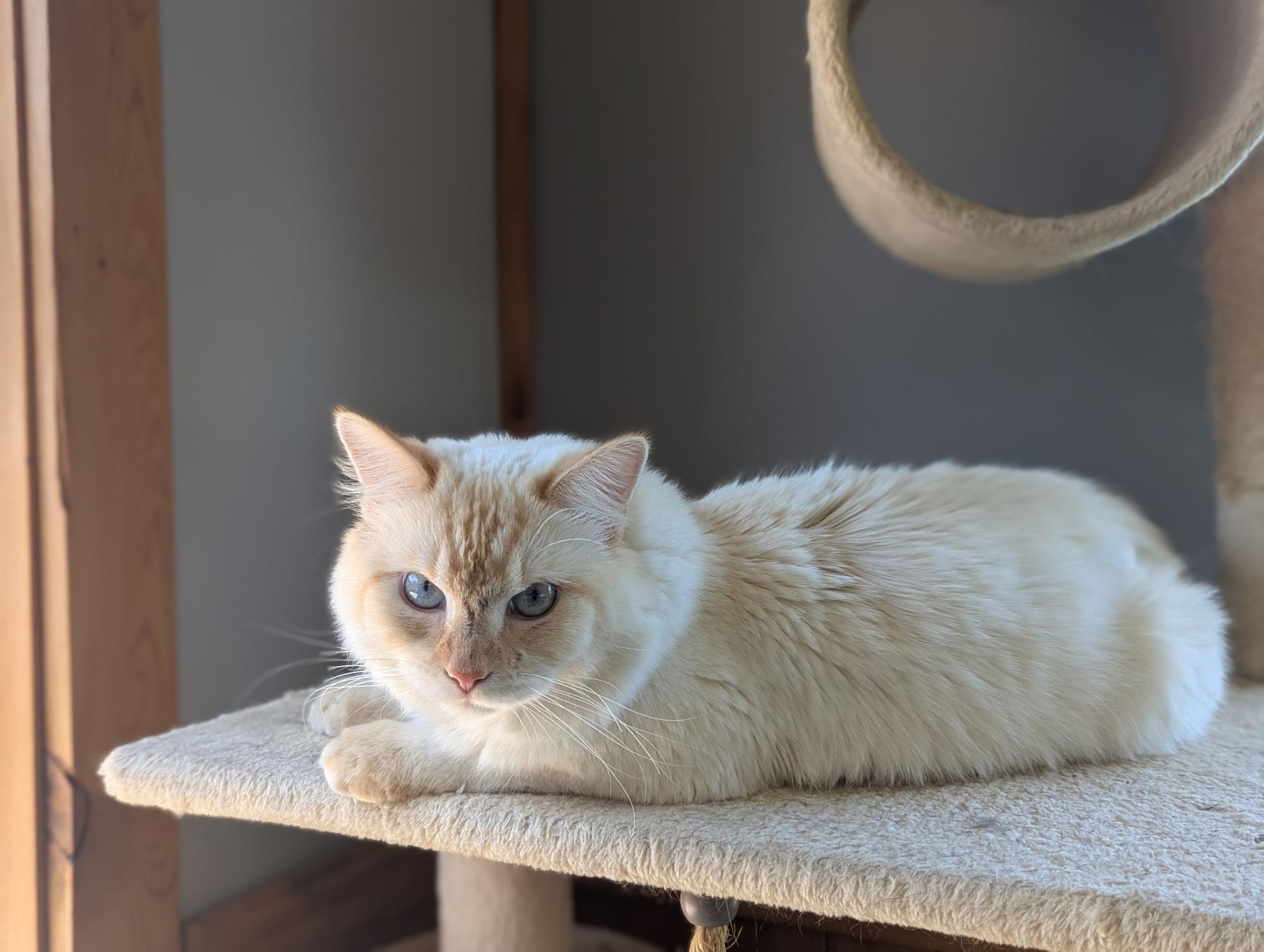 Creme, an adoptable Ragdoll in Saint Cloud, MN, 56301 | Photo Image 1