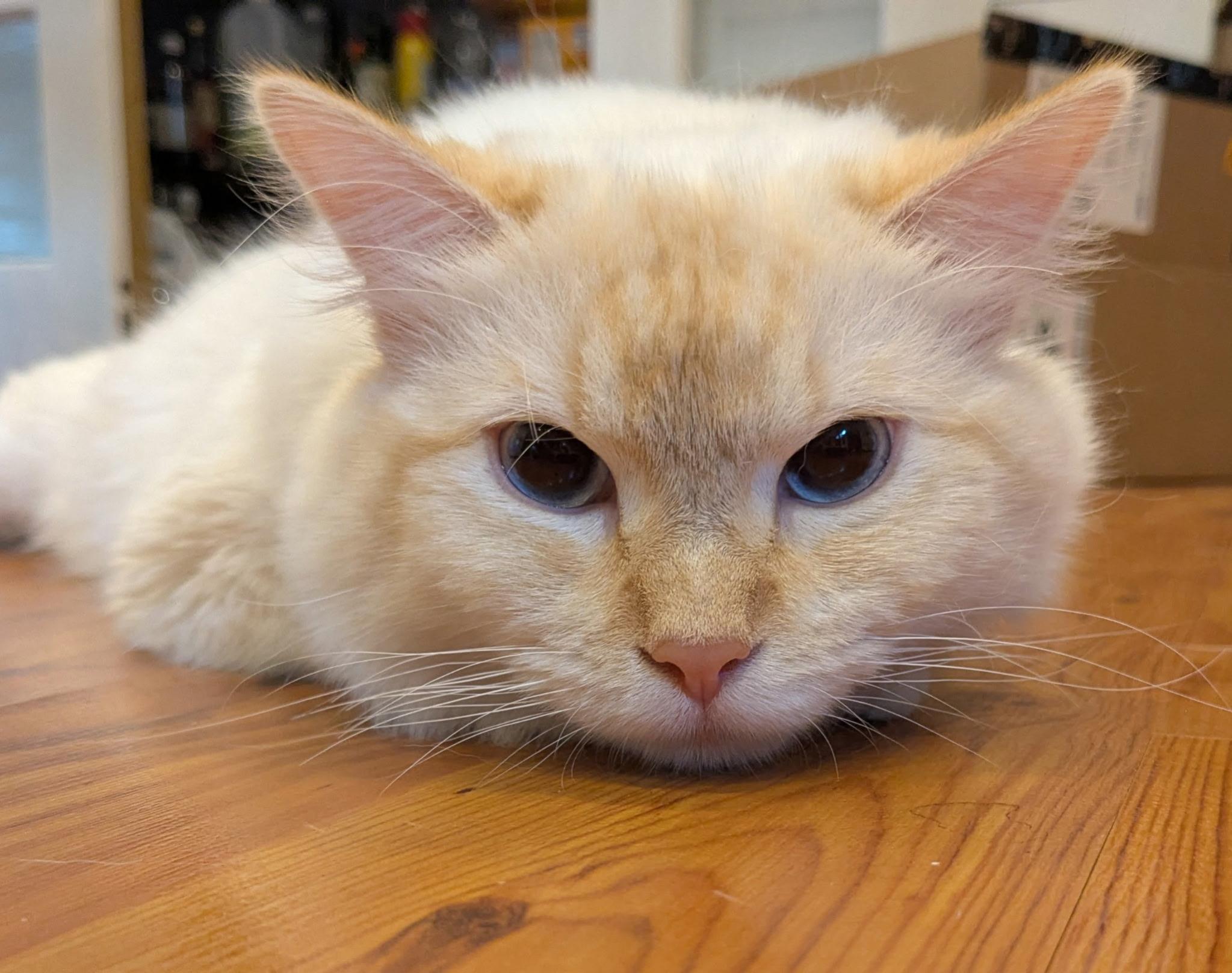 Creme, an adoptable Ragdoll in Saint Cloud, MN, 56301 | Photo Image 3