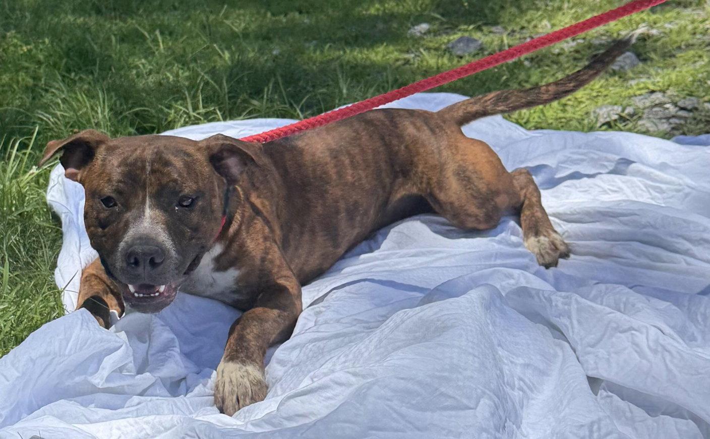 260477  Pollie, Adoptable, Adult Male Pit Bull Terrier.