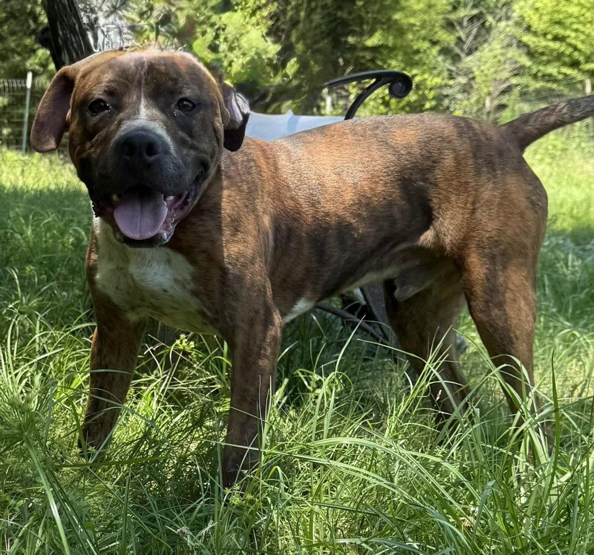 Enlarge 260477  Pollie, a Adoptable Pit Bull Terrier in Wetumpka, AL image 2/3
