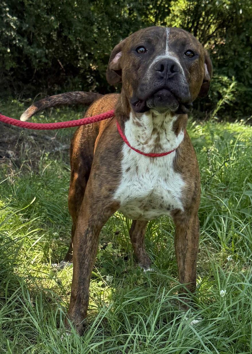 Enlarge 260477  Pollie, a Adoptable Pit Bull Terrier in Wetumpka, AL image 3/3