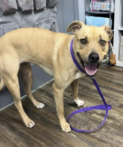 Athena, ADOPTABLE, Adult Female Terrier.