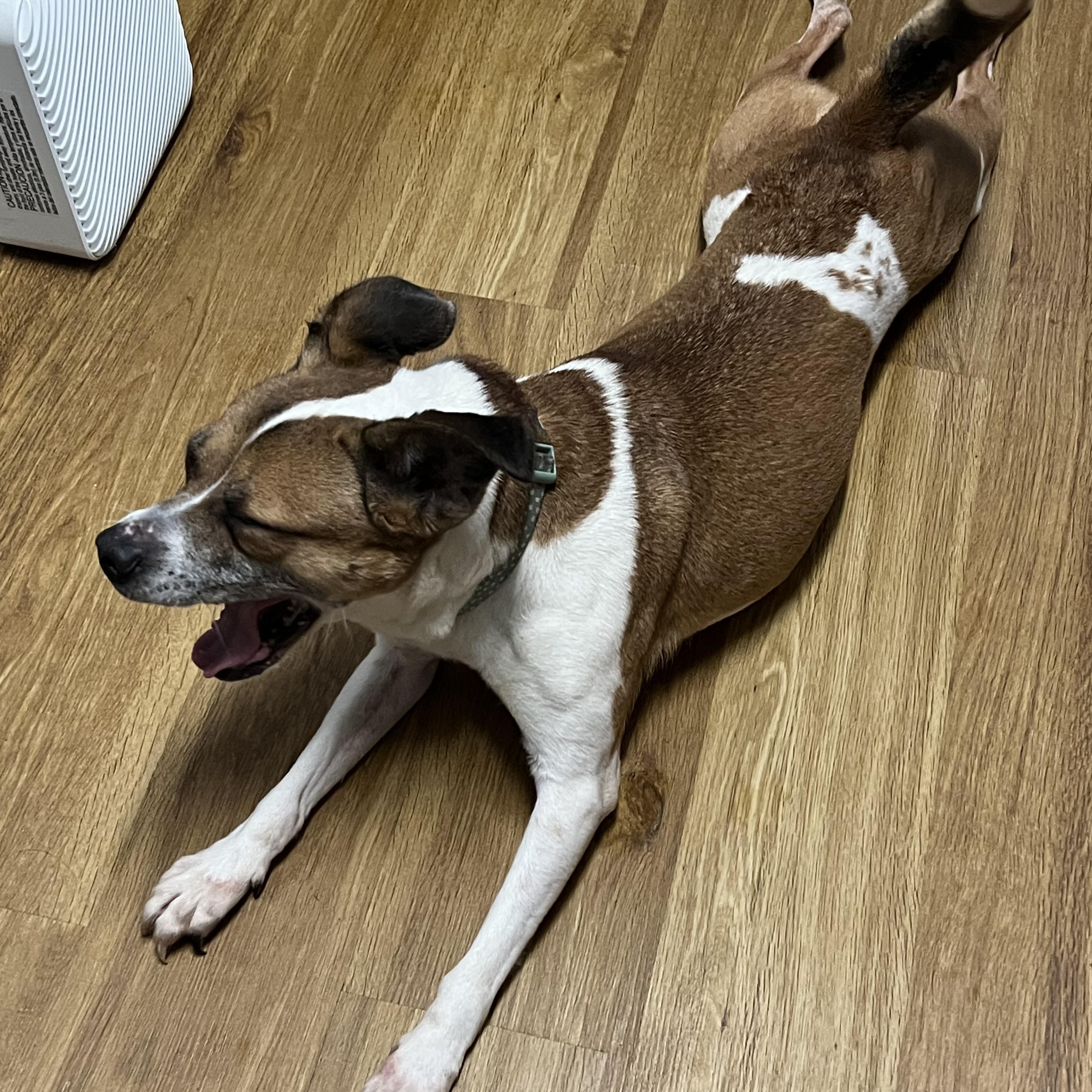 Enlarge Candy, a Adoptable mixed breed in Elkton, MI image 1/5