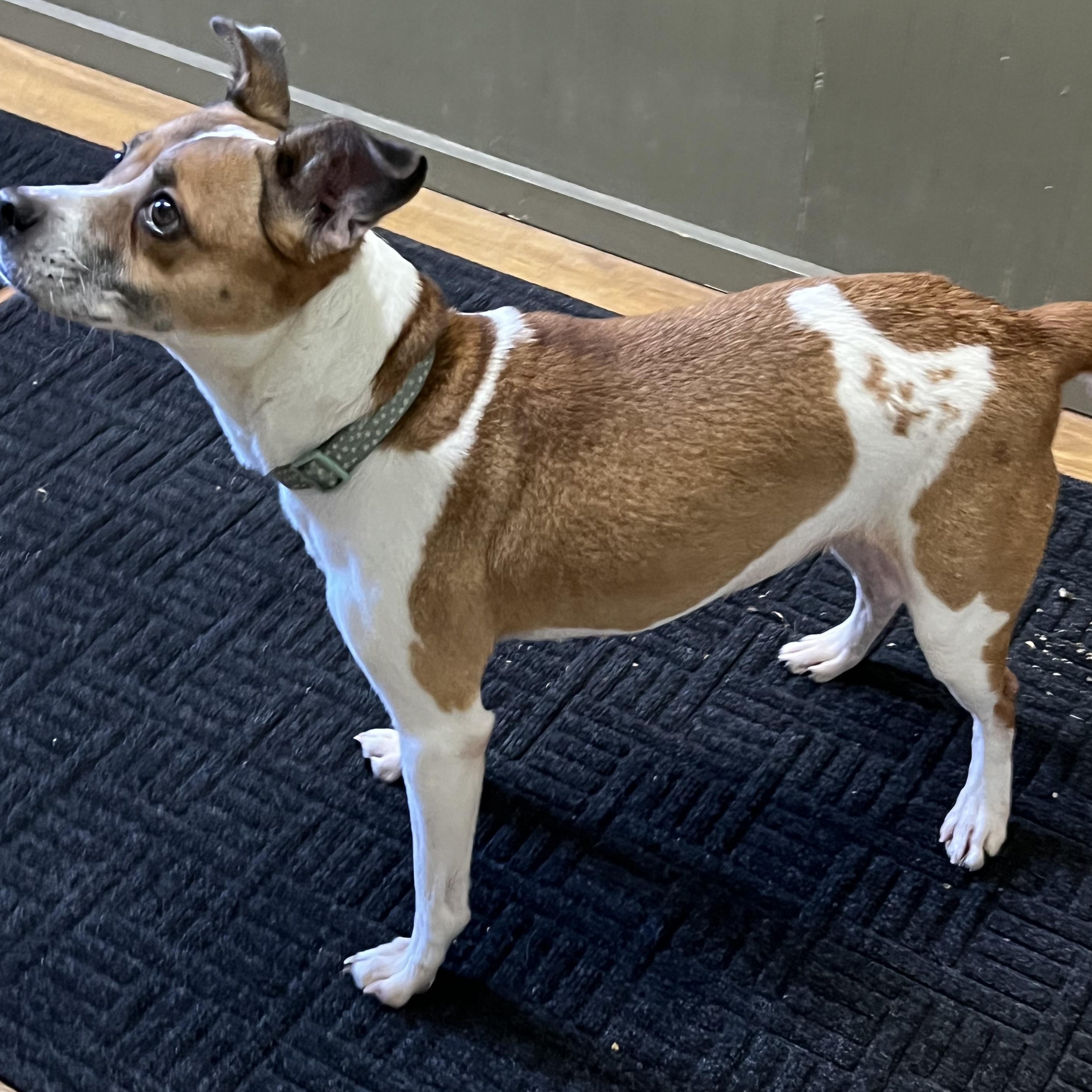 Enlarge Candy, a Adoptable mixed breed in Elkton, MI image 2/5