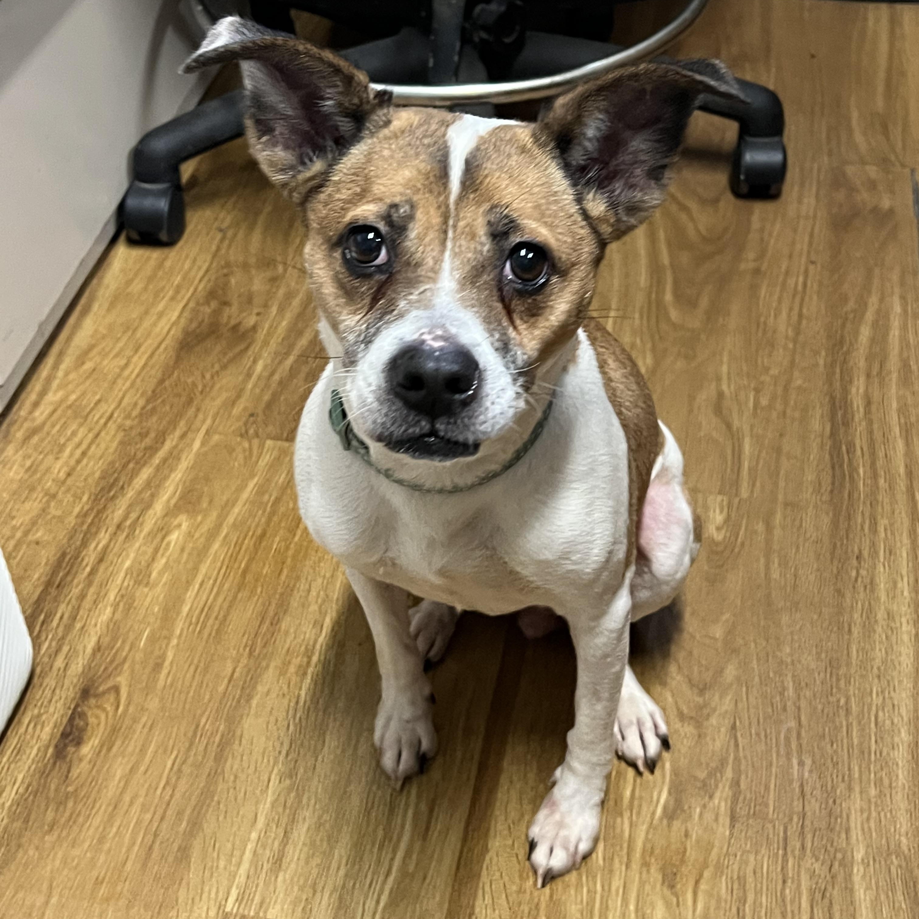 Enlarge Candy, a Adoptable mixed breed in Elkton, MI image 3/5