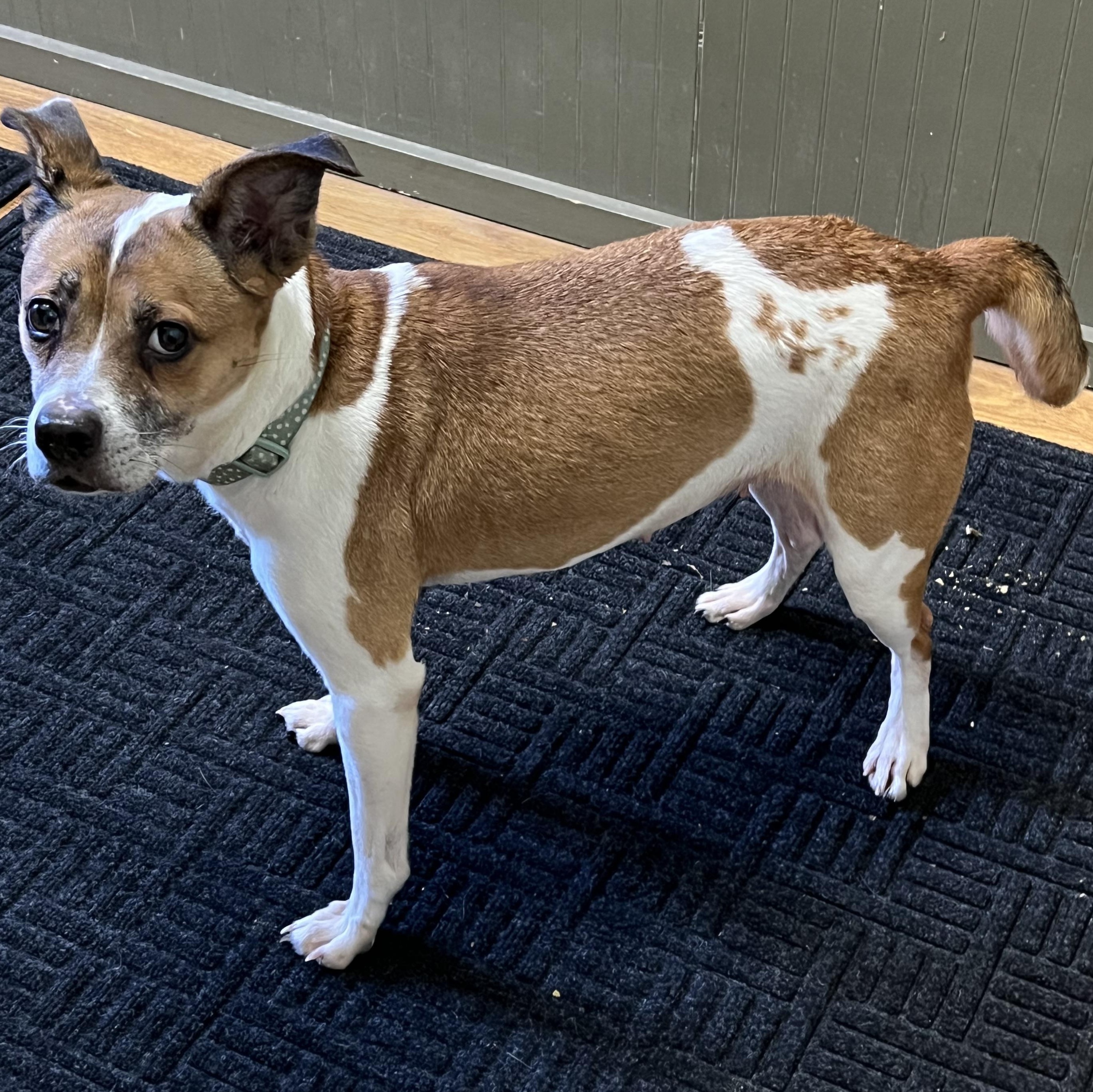 Enlarge Candy, a Adoptable mixed breed in Elkton, MI image 4/5