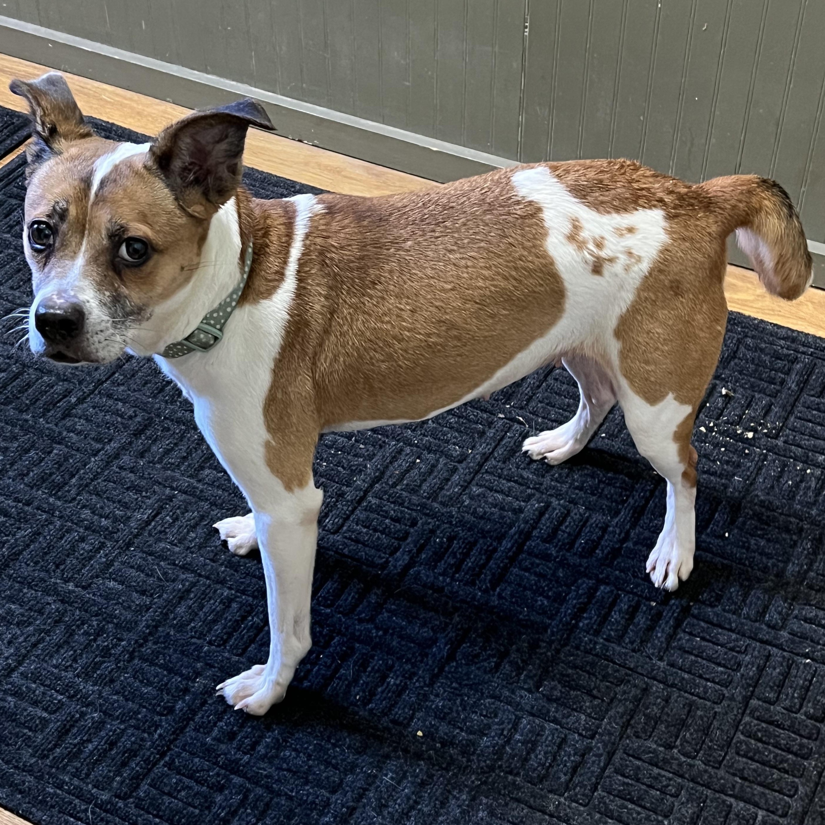 Enlarge Candy, a Adoptable mixed breed in Elkton, MI image 5/5