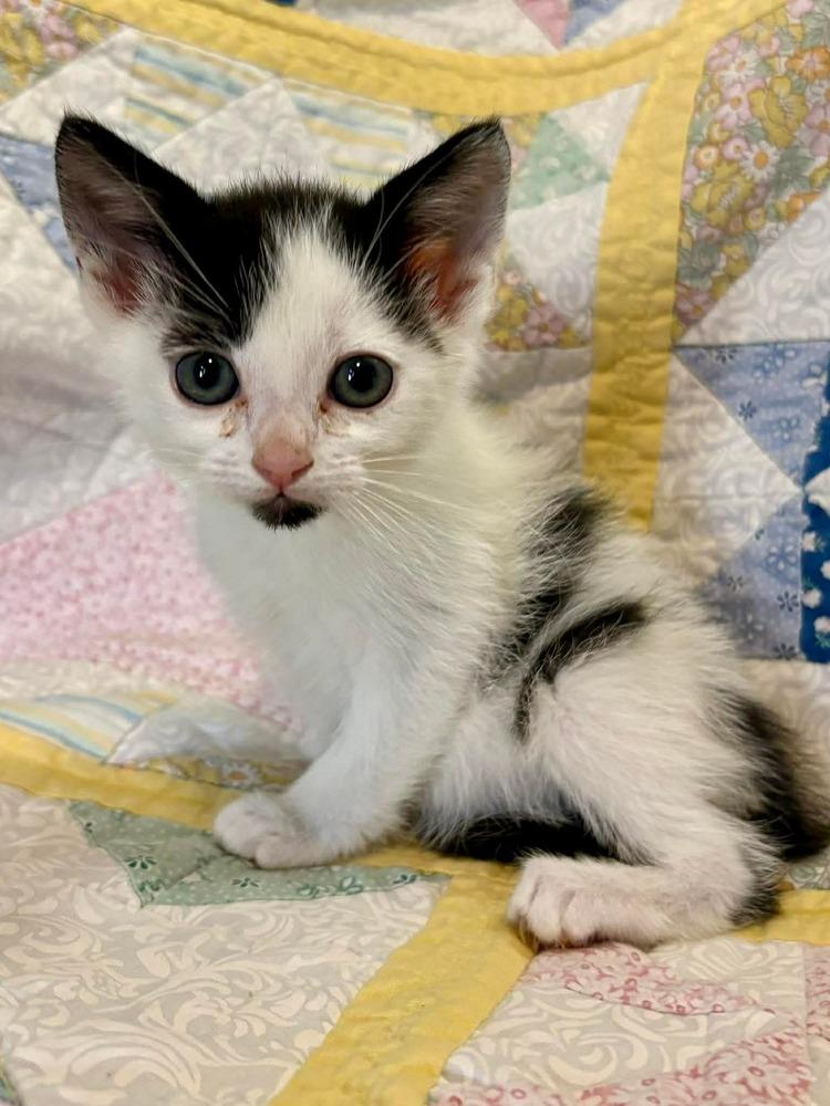 Ben, Adoptable, Kitten Male Domestic Short Hair.