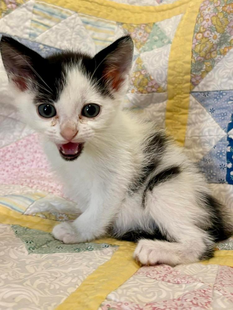 Enlarge Ben, a Adoptable mixed breed in WARNER ROBINS, GA image 2/2