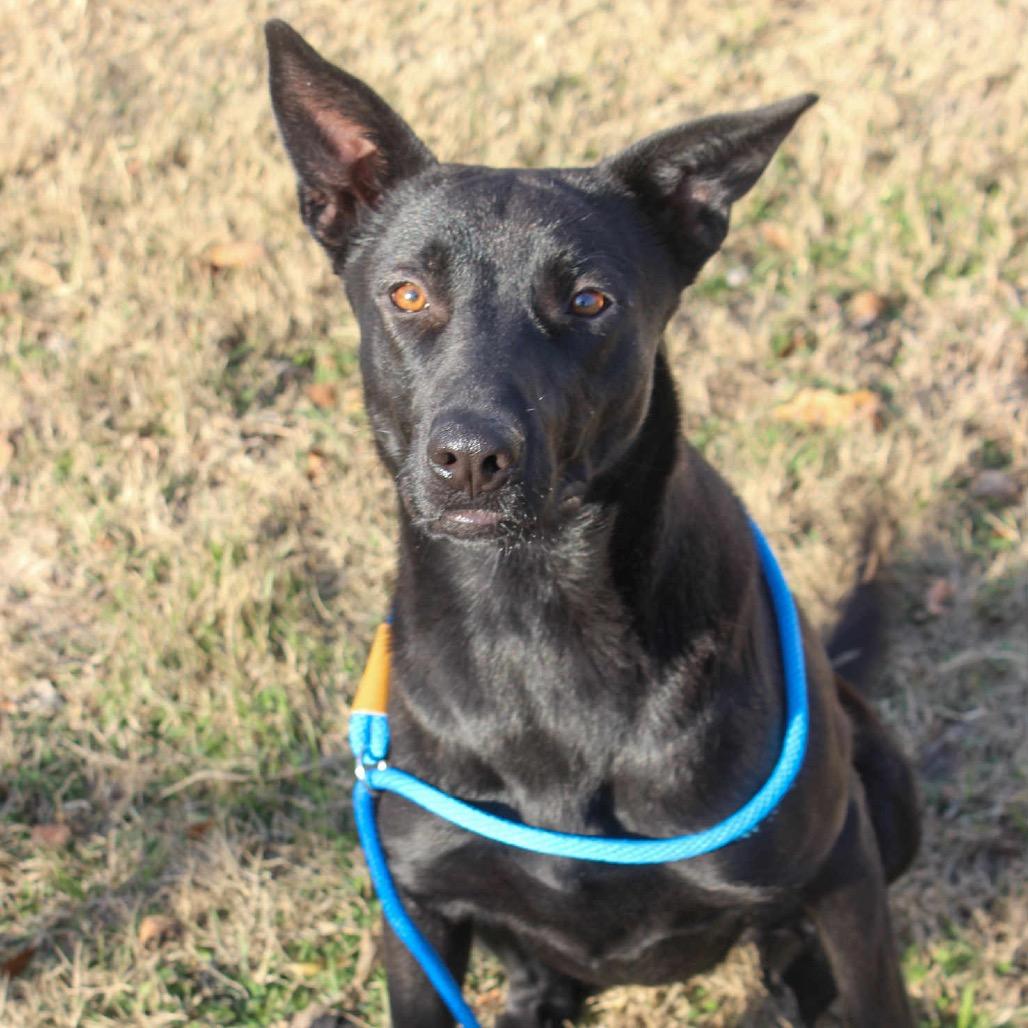 Peach, Adoptable, Adult Female Mixed Breed.