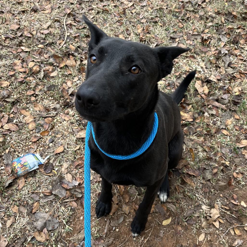 Enlarge Peach, a Adoptable Mixed Breed in Pauls Valley, OK image 1/2