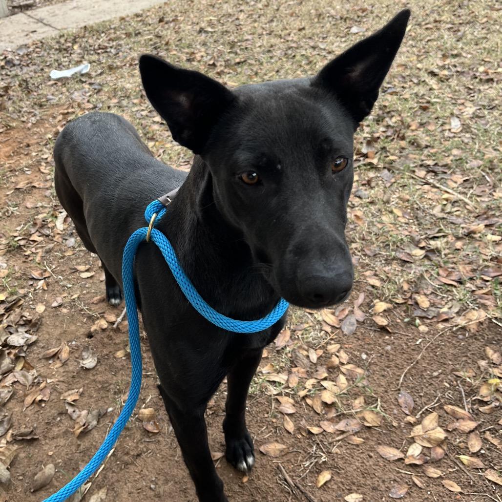 Enlarge Peach, a Adoptable Mixed Breed in Pauls Valley, OK image 2/2