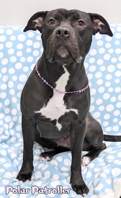 Enlarge Polar Patroller (in foster), a Adoptable mixed breed in Mason, MI image 1/3