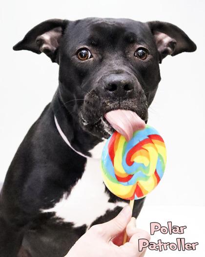 Enlarge Polar Patroller (in foster), a Adoptable mixed breed in Mason, MI image 2/3