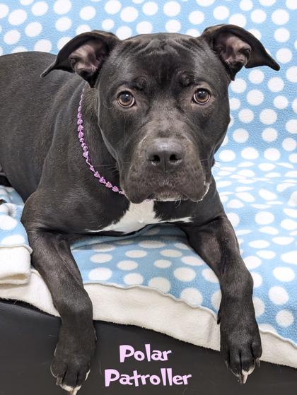 Enlarge Polar Patroller (in foster), a Adoptable mixed breed in Mason, MI image 3/3