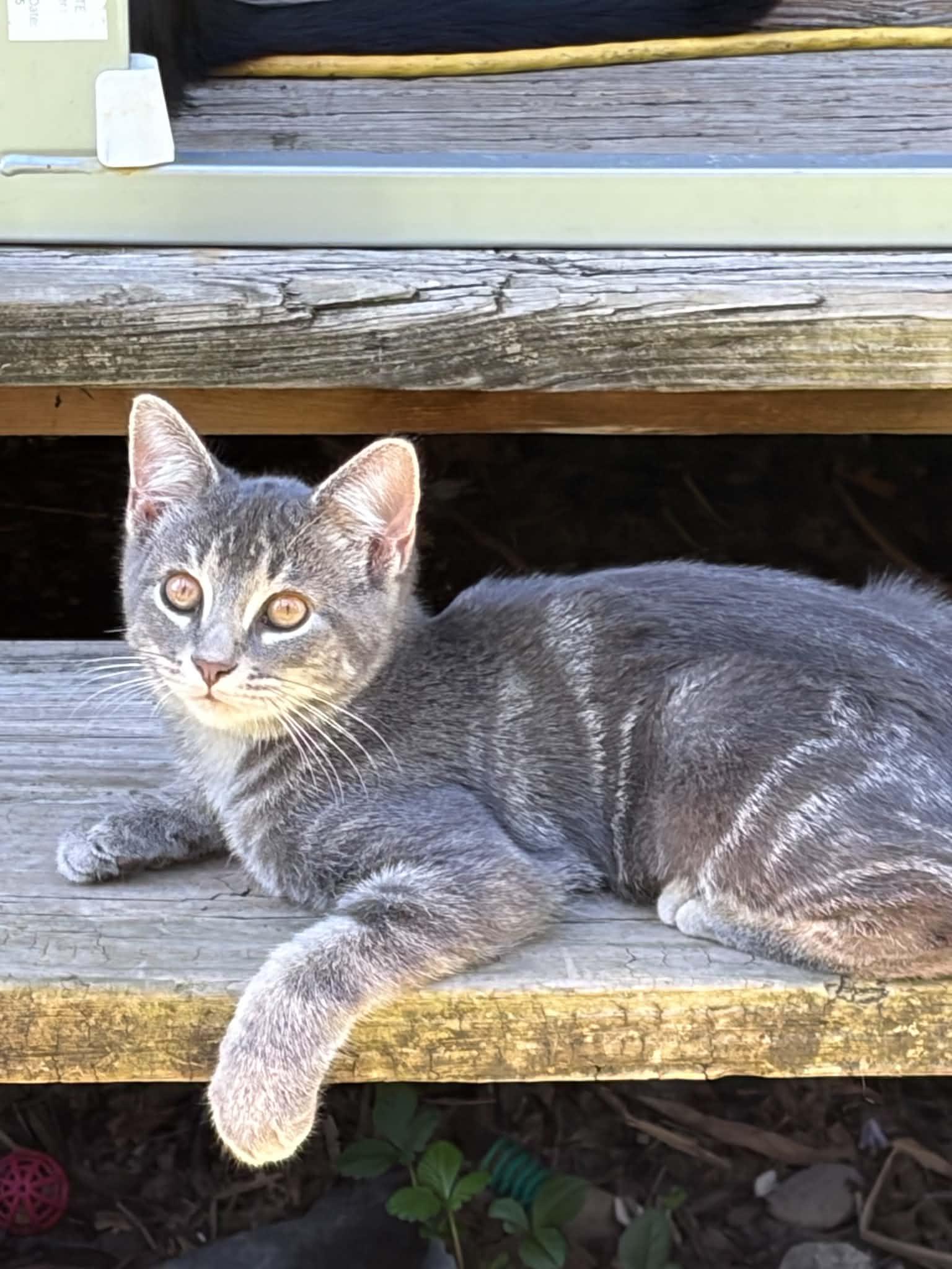 Grayson, Adoptable, Kitten Male Tabby.
