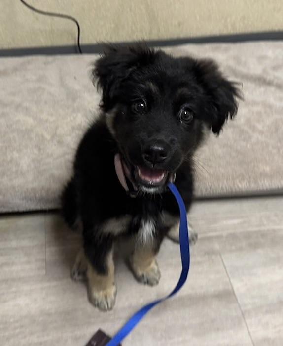 Zyra , ADOPTABLE, Puppy Female Border Collie.