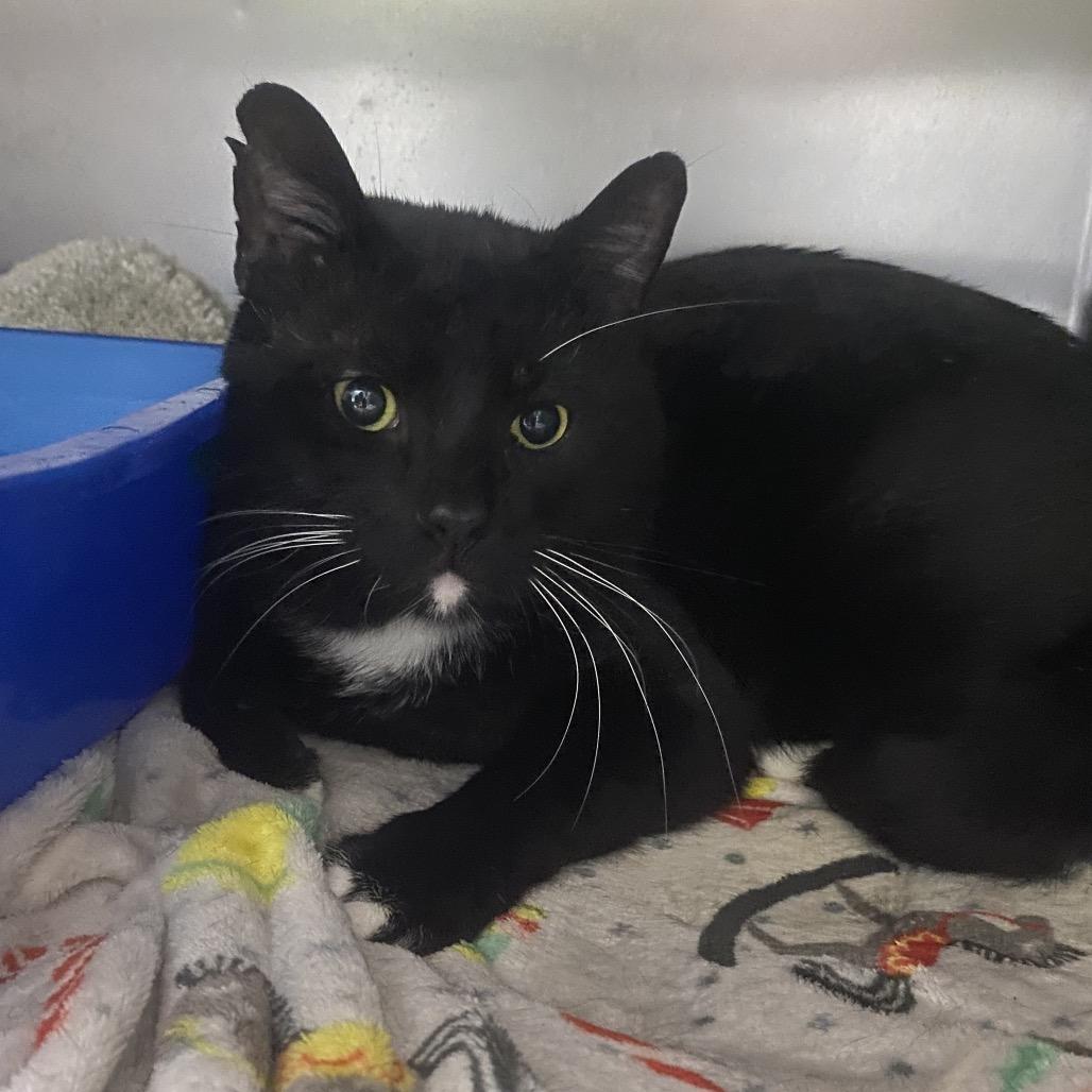 Abaddon, Adoptable, Adult Male Domestic Short Hair.