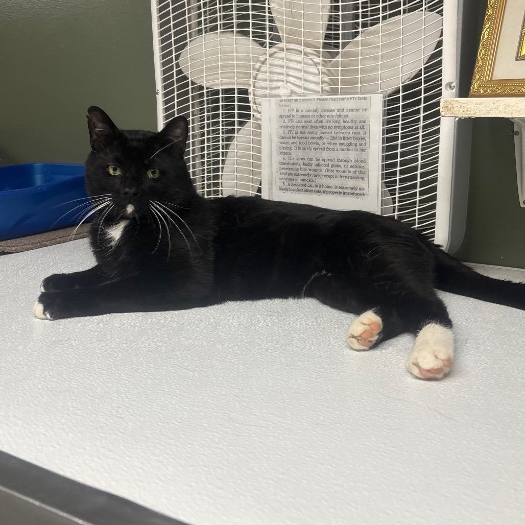 Abaddon, a Adoptable Domestic Short Hair in Canastota, NY image 2/6